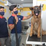 Zigly celebrates 2nd Anniversary, plans to expand in Tier 2 cities for pet care